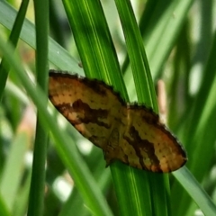 Chrysolarentia correlata (Yellow Carpet) at Cotter River, ACT - 4 Dec 2021 by Sarah2019