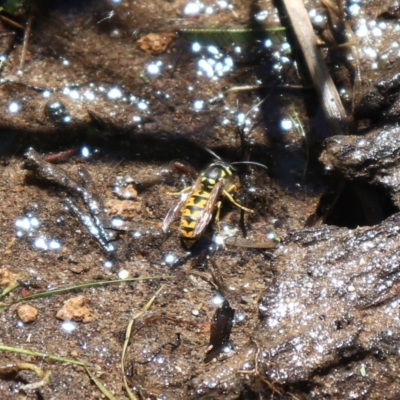 Vespula germanica (European wasp) at Cotter River, ACT - 4 Dec 2021 by Sarah2019