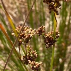 Juncus (genus) (A Rush) at Fentons Creek, VIC - 3 Dec 2021 by KL
