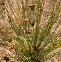 Juncus (genus) at Fentons Creek, VIC - 3 Dec 2021 09:50 AM