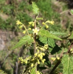 Gynatrix pulchella (Hemp Bush) at Booth, ACT - 9 Oct 2021 by GG