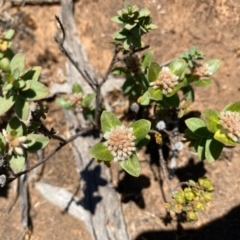 Pimelea ligustrina subsp. ligustrina (Tall Rice Flower) at Fentons Creek, VIC - 3 Dec 2021 by KL