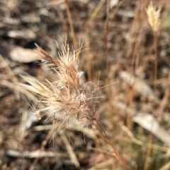 Rytidosperma (genus) (Wallaby Grass) at Fentons Creek, VIC - 5 Dec 2021 by KL