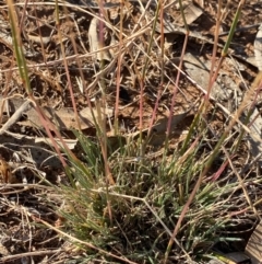 Rytidosperma (genus) at Fentons Creek, VIC - 5 Dec 2021 08:10 AM