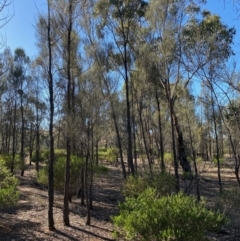 Allocasuarina luehmannii (Bulloak) at Fentons Creek, VIC - 5 Dec 2021 by KL