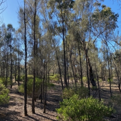 Allocasuarina luehmannii (Bulloak) at Fentons Creek, VIC - 4 Dec 2021 by KL