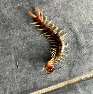 Cormocephalus aurantiipes at Murrumbateman, NSW - 8 Dec 2021 07:26 AM