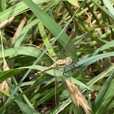 Orthetrum caledonicum (Blue Skimmer) at Murrumbateman, NSW - 8 Dec 2021 by SimoneC