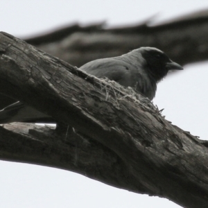 Coracina novaehollandiae at Paddys River, ACT - 6 Dec 2021 01:55 PM