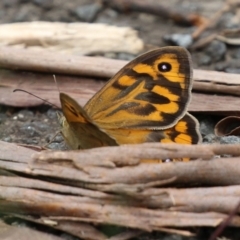 Heteronympha merope (Common Brown Butterfly) at Paddys River, ACT - 6 Dec 2021 by RodDeb