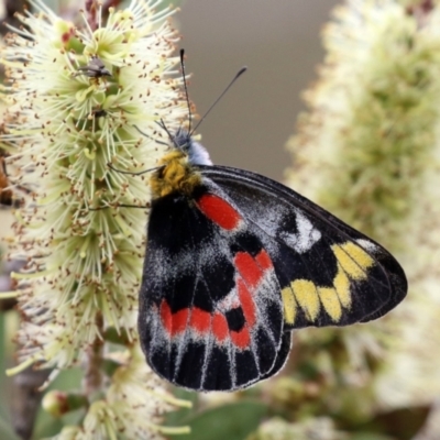 Delias harpalyce (Imperial Jezebel) at Paddys River, ACT - 6 Dec 2021 by RodDeb