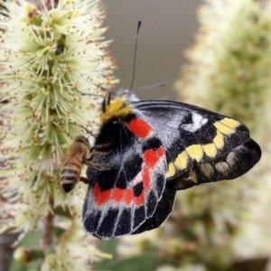 Delias harpalyce at Paddys River, ACT - 6 Dec 2021 02:31 PM