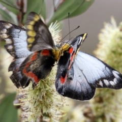 Delias harpalyce at Paddys River, ACT - 6 Dec 2021 02:31 PM