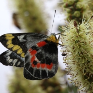 Delias harpalyce at Paddys River, ACT - 6 Dec 2021 02:31 PM