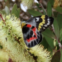 Delias harpalyce at Paddys River, ACT - 6 Dec 2021 02:31 PM