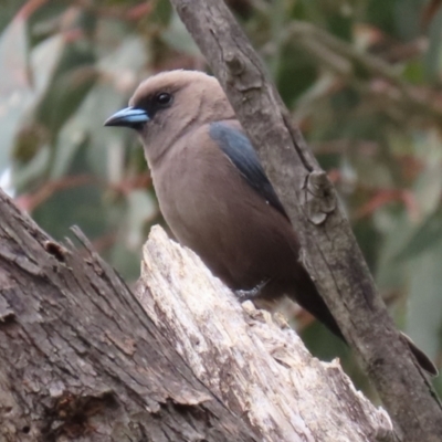 Artamus cyanopterus (Dusky Woodswallow) at Paddys River, ACT - 6 Dec 2021 by RodDeb