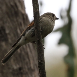 Pachycephala pectoralis at Paddys River, ACT - 6 Dec 2021