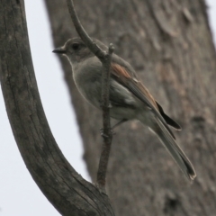 Pachycephala pectoralis at Paddys River, ACT - 6 Dec 2021