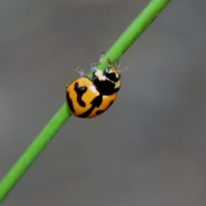 Coccinella transversalis at Paddys River, ACT - 6 Dec 2021 03:47 PM