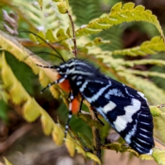 Phalaenoides glycinae (Grapevine Moth) at ANBG - 8 Dec 2021 by HelenCross