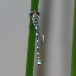 Austrolestes leda at Paddys River, ACT - 6 Dec 2021