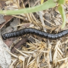 Paradoxosomatidae sp. (family) (Millipede) at Yaouk, NSW - 5 Dec 2021 by AlisonMilton