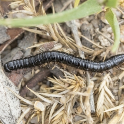 Paradoxosomatidae sp. (family) (Millipede) at Yaouk, NSW - 5 Dec 2021 by AlisonMilton