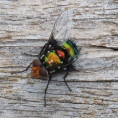 Amenia sp. (genus) (Yellow-headed Blowfly) at Paddys River, ACT - 6 Dec 2021 by RodDeb