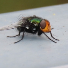 Amenia sp. (genus) at Paddys River, ACT - 6 Dec 2021