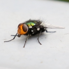 Amenia sp. (genus) at Paddys River, ACT - 6 Dec 2021