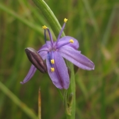 Caesia calliantha (Blue Grass-lily) at Hall Cemetery - 30 Nov 2021 by pinnaCLE