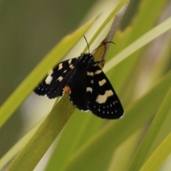 Phalaenoides tristifica at Paddys River, ACT - 6 Dec 2021