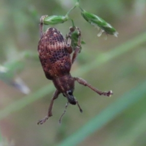 Oxyops sp. (genus) at Paddys River, ACT - 6 Dec 2021