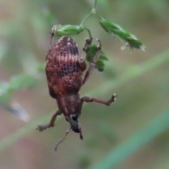 Oxyops sp. (genus) at Paddys River, ACT - 6 Dec 2021 03:57 PM