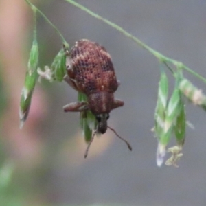 Oxyops sp. (genus) at Paddys River, ACT - 6 Dec 2021