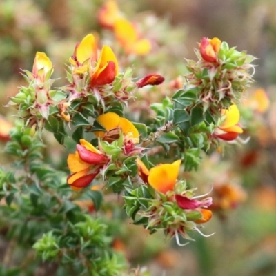 Pultenaea procumbens (Bush Pea) at Tidbinbilla Nature Reserve - 6 Dec 2021 by RodDeb