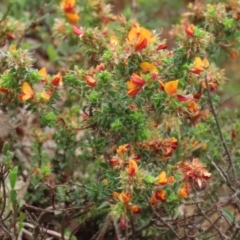 Pultenaea procumbens at Paddys River, ACT - 6 Dec 2021