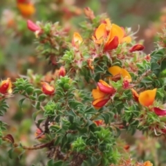 Pultenaea procumbens at Paddys River, ACT - 6 Dec 2021