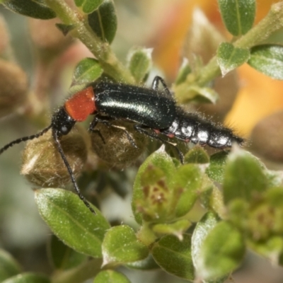 Melyridae (family) (Soft-winged flower beetle) at Yaouk, NSW - 5 Dec 2021 by AlisonMilton