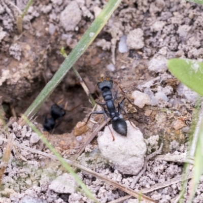 Myrmecia sp., pilosula-group (Jack jumper) at Yaouk, NSW - 5 Dec 2021 by AlisonMilton