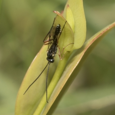 Ichneumonoidea (Superfamily) (A species of parasitic wasp) at Yaouk, NSW - 5 Dec 2021 by AlisonMilton