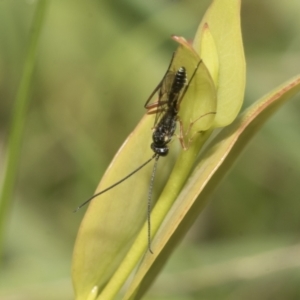 Ichneumonoidea (Superfamily) at Yaouk, NSW - 5 Dec 2021 12:11 PM