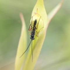 Ichneumonoidea (Superfamily) at Yaouk, NSW - 5 Dec 2021 12:11 PM