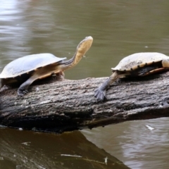 Chelodina longicollis (Eastern Long-necked Turtle) at Paddys River, ACT - 6 Dec 2021 by RodDeb