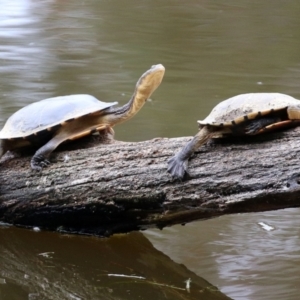 Chelodina longicollis at Paddys River, ACT - 6 Dec 2021