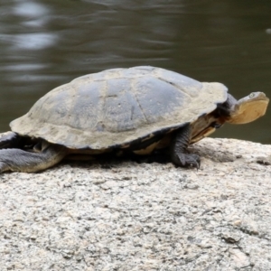 Chelodina longicollis at Paddys River, ACT - 6 Dec 2021