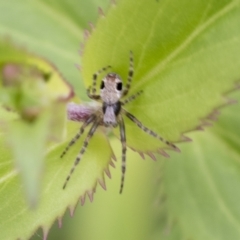 Araneus dimidiatus (Half Orb-weaver) at Yaouk, NSW - 5 Dec 2021 by AlisonMilton