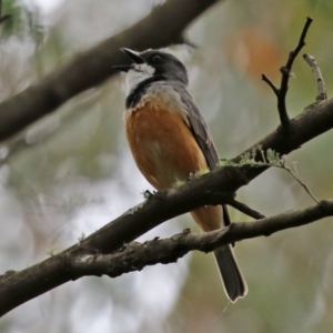 Pachycephala rufiventris at Paddys River, ACT - 6 Dec 2021