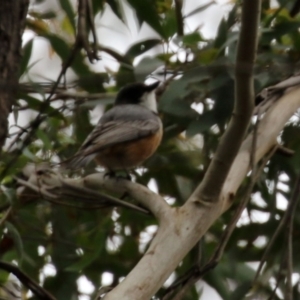 Pachycephala rufiventris at Paddys River, ACT - 6 Dec 2021