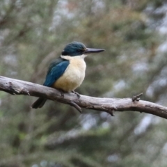 Todiramphus sanctus (Sacred Kingfisher) at Paddys River, ACT - 6 Dec 2021 by RodDeb